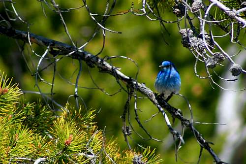 Mountain bluebird in Yellowstone