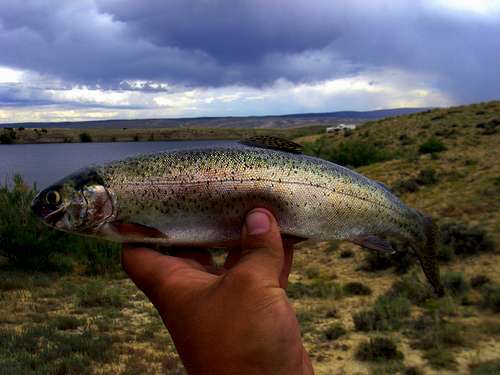Rainbow Trout of Flaming Gorge