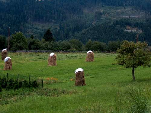 Some <i>ostrewki</i> (hay stacks holders) on the slopes of Stożek Wielki