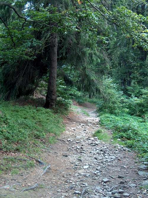 Trail on Równica