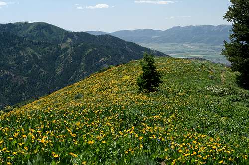 Ridge Flowers