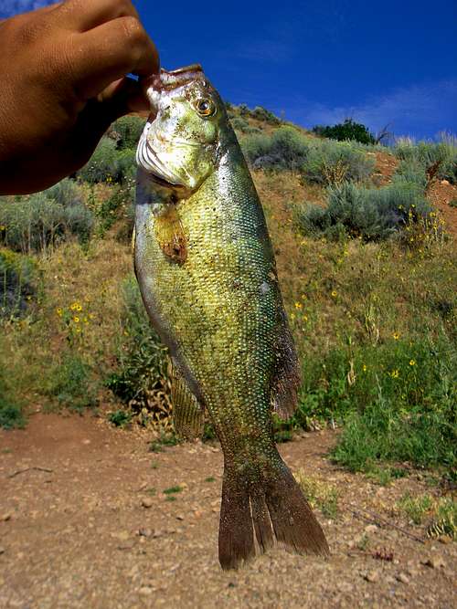 Smallmouth Bass of East Canyon