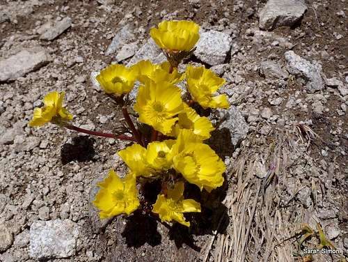 Yellow Alpine Flower
