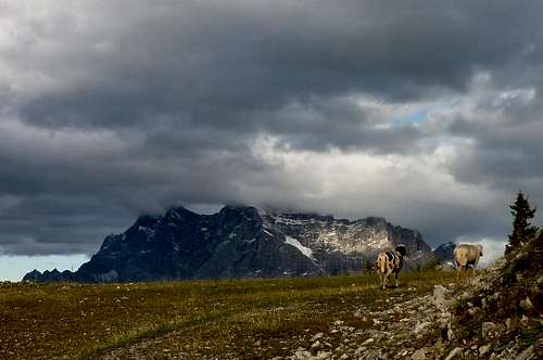 Sheep and Zugspitze at sunset