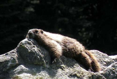 Sunbathing Marmot