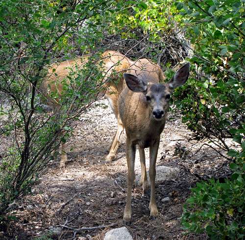 Deer near Nevada Falls