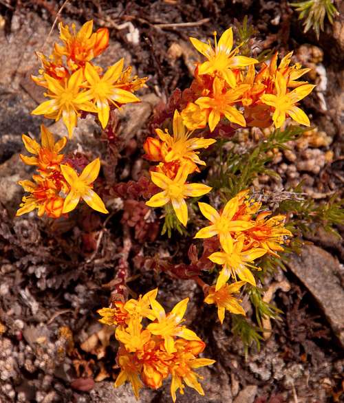 Sierra Wildflowers