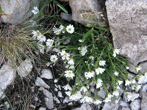 Alpine chickweed <br> <i>Cerastium alpinum</i>