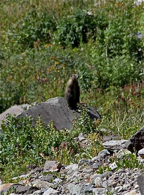 Standing marmot
