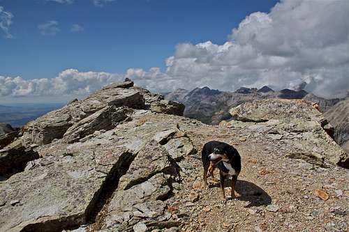 Duchess on summit stroll