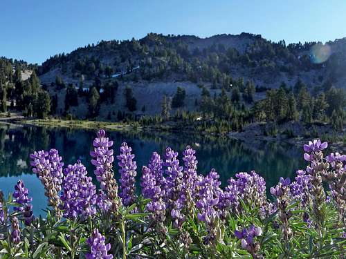 Mount Helen with Lupines