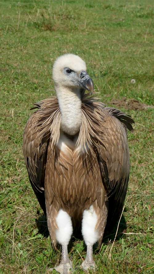 Injured Griffon Vulture (Gyps fulvus) 