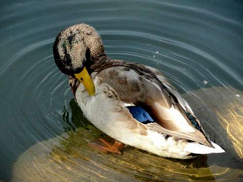Male Mallard Duck in the River Tabor
