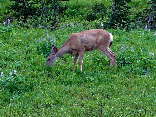 A Deer Enjoying the Meadows