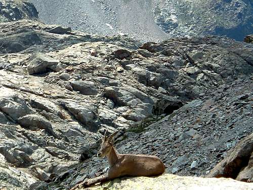 Maritime Alps Ibex