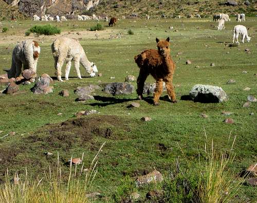 Alpacas