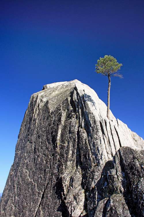 Lone pine in crag