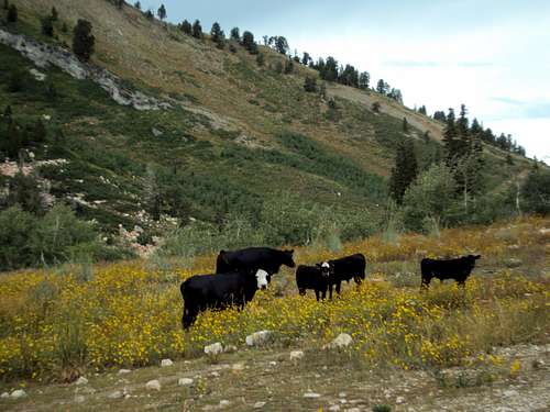 Cows on the Mt Ogden Trail