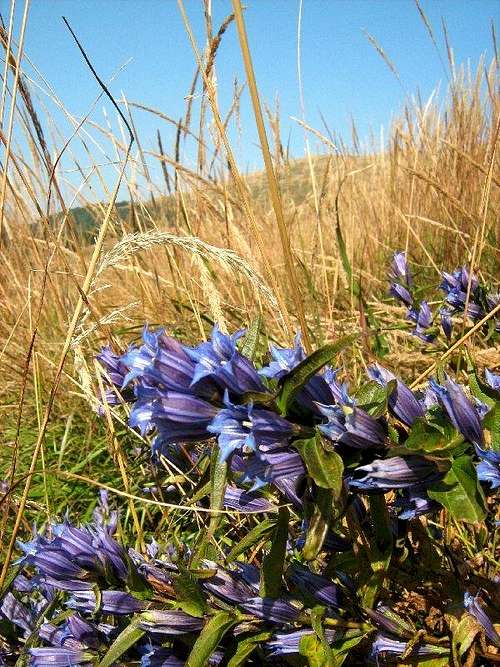 Willow Gentian  on the slope of Mount Smerek.