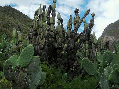 Cactusses