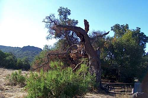 Dead oak tree near 19 Oaks