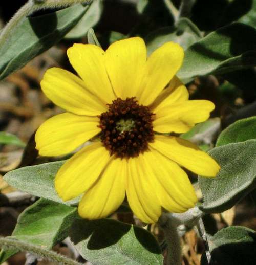 Colca Canyon Flower