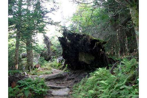 TN Overturned Trees