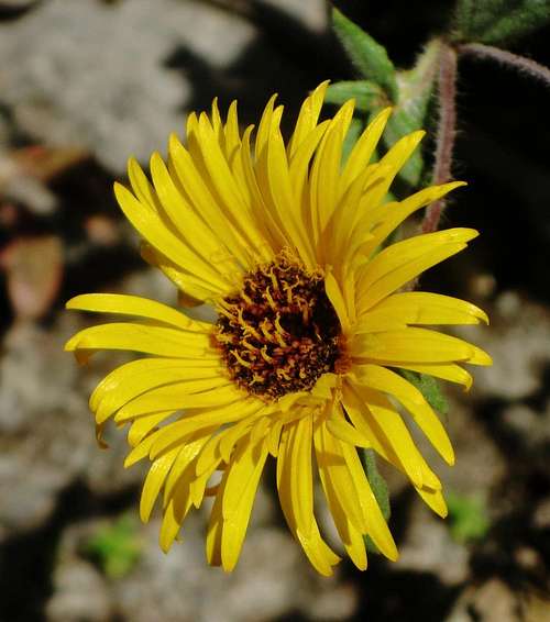 Colca Canyon Flower