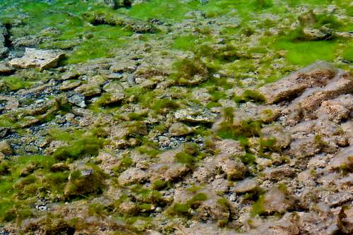 Interesting Grassi Lake growth