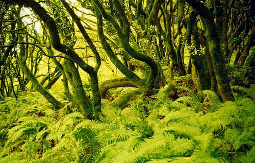 Oaks among ferns