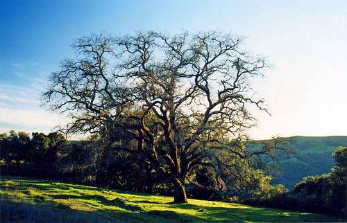 Lone oak Las Trampas Ridge