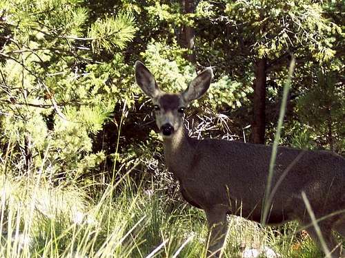 Mule deer near Hunter Peak....