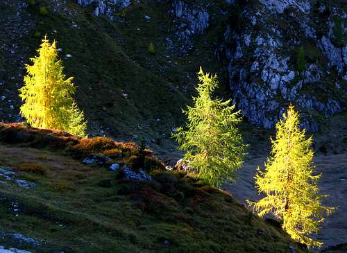 Larchs in Cadini Group