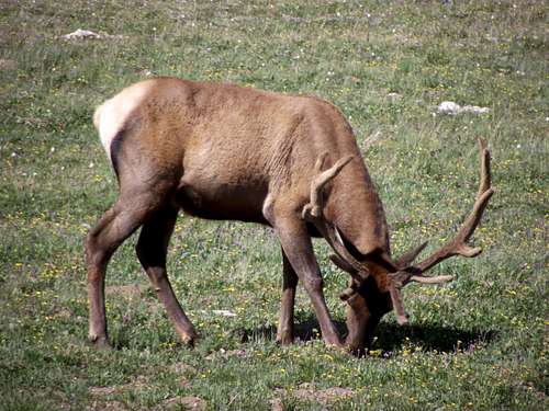 Elk Grazing near the Alpine Center