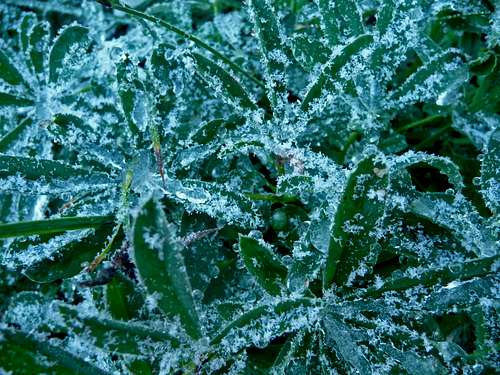 Ice Crystals on the Plants
