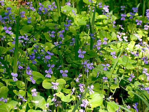 Wild Violets, Viola odorata