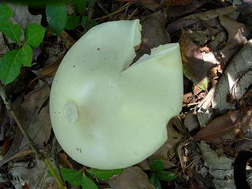 Mushroom on Laurel Run Trail