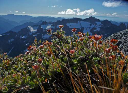 Flowers on the Summit
