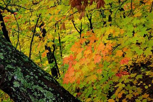 Fall Colors