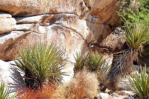 Yucca Plants near the base