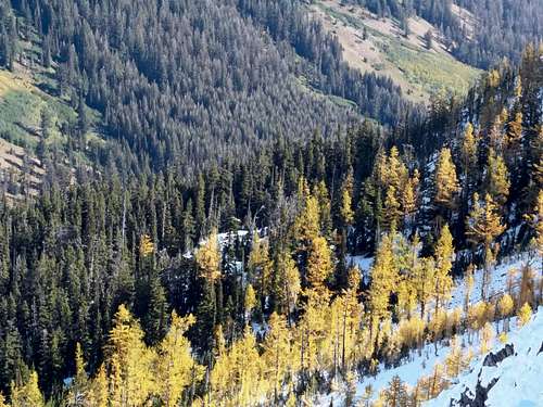 Larches by Not Hinkhouse Peak