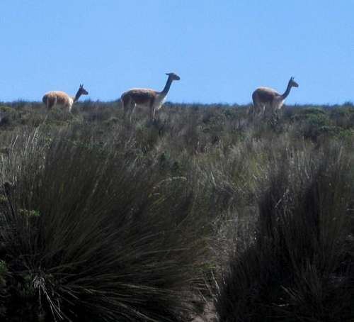 Vicuñas on the slower slopes of Chachani