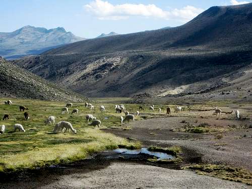 Grazing alpacas along the road between Arequipa and Chivay