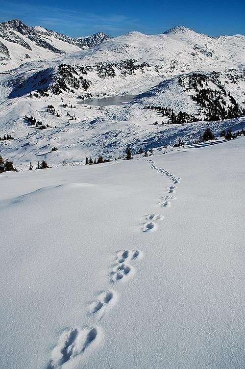 Wolverine Tracks on Mount Giegerich