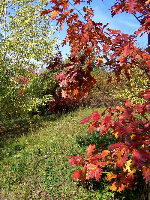 Autumn Colours 4