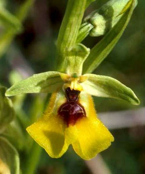 Ophrys lacaitae
