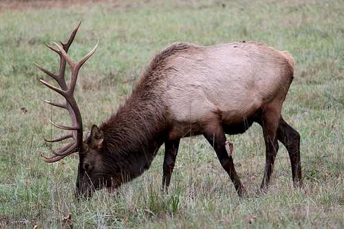 Cataloochee Elk