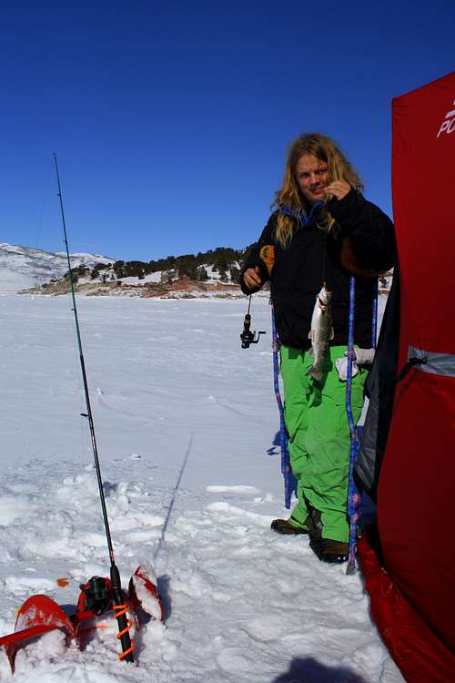 Rainbow Trout on Ice