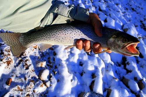 Cutthroat Trout