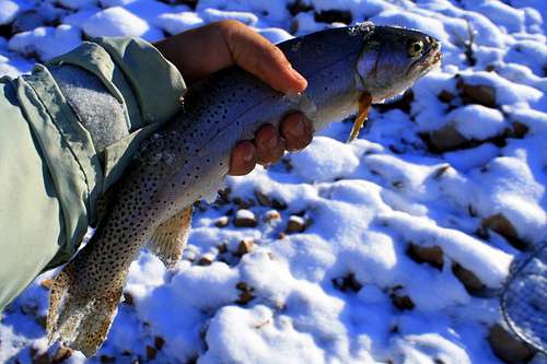 Cutthroat Trout